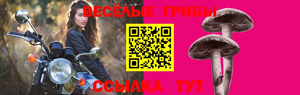 Пенза  Псилоцибиновые грибы Cubensis  Вход с VPN 